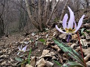 Benedetta primavera sui sentieri per il Monte Ubione da Ubiale-18mar23 - FOTOGALLERY